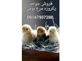 Icon for فروش جوجه مرغ گوشتی ،تخمگذار ،بومی و مرغ مادر