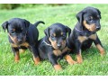 فروش توله سگ دوبرمن لپ آویزون (پدر مادر دار اصیل) - مادر