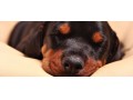 فروش مولدهای عالی سگ دوبرمن محدود ( حاضر و آماده) - عکس دوبرمن