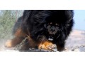 فروش مولدهای سگ های تبت ماستیف دایناسور  - مولدهای مقیاس کوچک