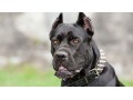 فروش انواع سگ های کن کورسو شکاری لب آویزون - شکاری آمریکا