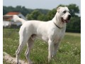 فروش انواع سگ آلابای روس نگهبان قدرتمند  - ضد اسپم قدرتمند