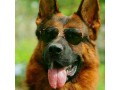 سگ ژرمن حرفه ای شولاین آماده نگهبانی آموزش دیده - نگهبانی