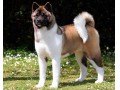 توله آکیتا سگ زیبای باهوش اصیل - باهوش ترین سگ