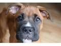 فروش انواع سگ های باکسر بی باک نگهبان خانواده - باکسر 3 ماهه