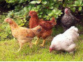 آموزش جیره نویسی طیور - جیره غذایی شتر مرغ