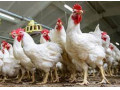 Icon for آموزش پرورش مرغ تخمگذار به صورت تخصصی