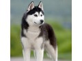 سگ هاسکی خوشگل و چشم رنگی