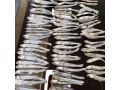 تهیه و فروش ماهی ساردین و متوتا منجمد تازه و آفتاب خشک - آفتاب تابان کنزا
