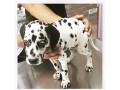 توله و مولد سگ دالمیشن(dalmatian) - دیگ مولد آب گرم