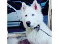 سگ هاسکی white رنگ خاص و کمیاب - فوم مفرا مدل white schiuma