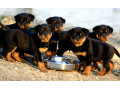 خرید و فروش سگ رتوایلر امریکایی و اروپایی