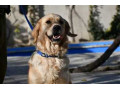 سگ رتریور با موی طلایی و جذاب - لب جذاب