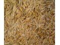 فروش عمده سبوس  و خاکستر سبوس برنج (Ash Rice )  - نان سبوس دار