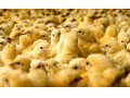 فروش مرغ بومی گلپایگانی و جهادی و صنعتی