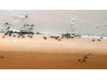 سمپاشی مورچه - چای کله مورچه