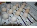 فروش انواع تخم نطفه دار باتخفیف ویژه