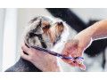 آموزش آرایش حیوانات خانگی - آرایش ابرو