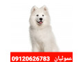 Icon for خرید و فروش سگ ساموئید گواهی کتبی اصالت  ( گوله برفی جذاب)