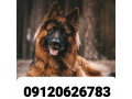 Icon for فروش سگ ژرمن شپرد (سگ پلیس،چوپان و نگهبان)