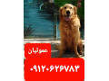 Icon for خرید سگ گلدن ریتریور با قیمت مناسب و بهترین کیفیت