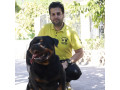 فروش سگ روتوایلر وارداتی پرونده پزشکی تکمیل