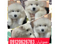 فروش سگ سامویید، با ظاهری زیبا و اصیل 