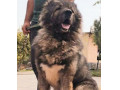 فروش تخصصی انواع سگ قفقازی شاه پسند