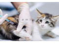 واکسیناسیون حیوانات خانگی - واکسیناسیون طیور
