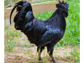 خروس سیاه محلی - خروس هلندی