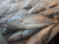 عرضه انواع ماهی تازه جنوب برای اولین بار در شمالغرب کشور