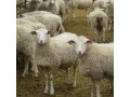 Icon for واردات و فروش انواع گوسفند نژاد رومن