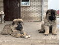 توله قفقازی-فروش سگ قفقازی