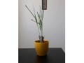 فروش لمن گراس به صورت گلدانی و ریشه لخت - ریشه ای دستگاه