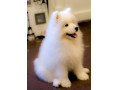 Icon for فروش سگ سامویید سفید