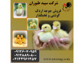 فروش جوجه اردک روسی، خرید و فروش جوجه اردک، طیور - استان تهران