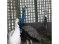 فروش تخم نطفه دار طاووس در 4 نژاد مختلف - تخت طاووس