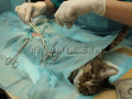 عمل جراحی حیوانات خانگی 