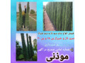 Icon for سرو شیراز بن ١۵ و بن ٢٠ - جریمه شهرداری تهران