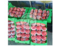 تولید کننده فوم توری/میوه های صادراتی