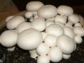 تولید  انواع بذر قارچ خوراکی09144432479 - خاک پوششی قارچ