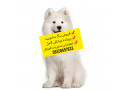 فروش سگ سامویید،توله سامویید گوله برفی از ۵۰ روز ،۳ماهه تا بالغ