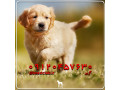 Icon for پرورش و فروش سگ گلدن رتریور توله و بالغ