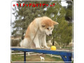 پرورش و فروش سگ آکیتا ژاپنی اصیل - سگ گریت دین اصیل