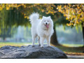 فروش سگ سامویید با تراکم موی بالا - سگ اصیل - تراکم و کاهش فشار گاز J2276