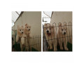 فرووووووش سگ سامویید گوگولی پشمالو🤩 - عکس از سگ های پشمالو