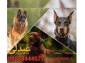 Icon for پرورش و فروش انواع نژاد سگ های گارد و نگهبان 