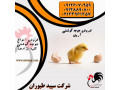 فروش جوجه مرغ گوشتی1روزه خوراک طیور - طیور