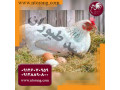 فروش مرغ تخم گذار - طیور