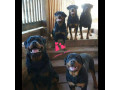 سگ روتوایلر اصیل با ژنتیک عالی، سگ بالغ نگهبان روتوایلر - ژنتیک خون pdf